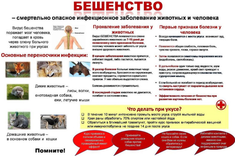 Бешенство - смертельное заболевание!. Бешенство - смертельное заболевание!.